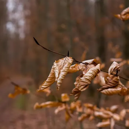 Im Foersterhaus Διαμέρισμα