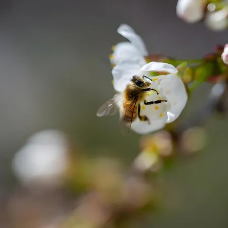 Διαμέρισμα Im Foersterhaus