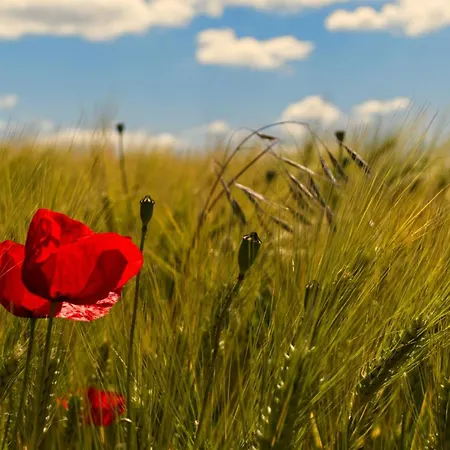 Im Foersterhaus Lonsee