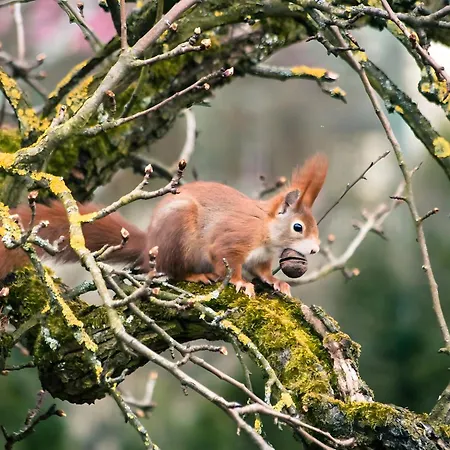 Im Foersterhaus * Lonsee