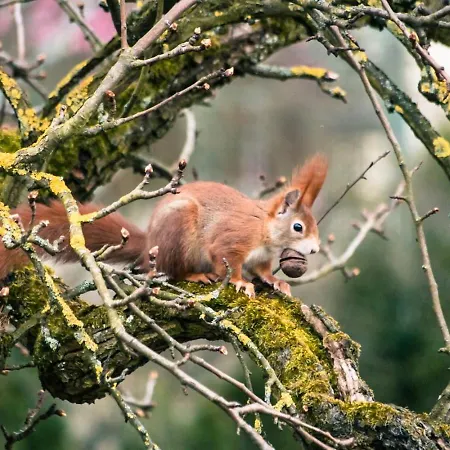 Im Foersterhaus Διαμέρισμα