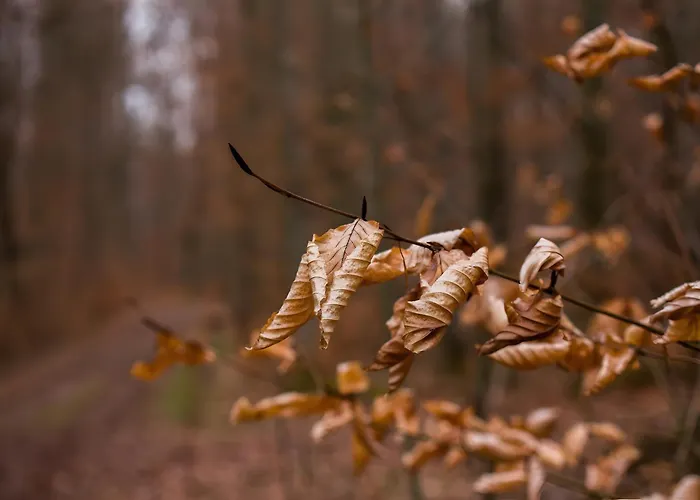 Im Foersterhaus Апартаменты