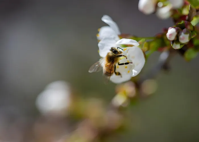 Апартаменты Im Foersterhaus