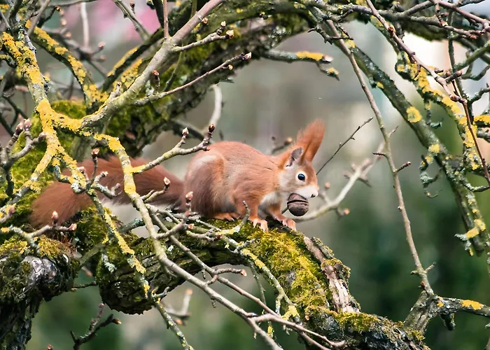 Im Foersterhaus * Lonsee